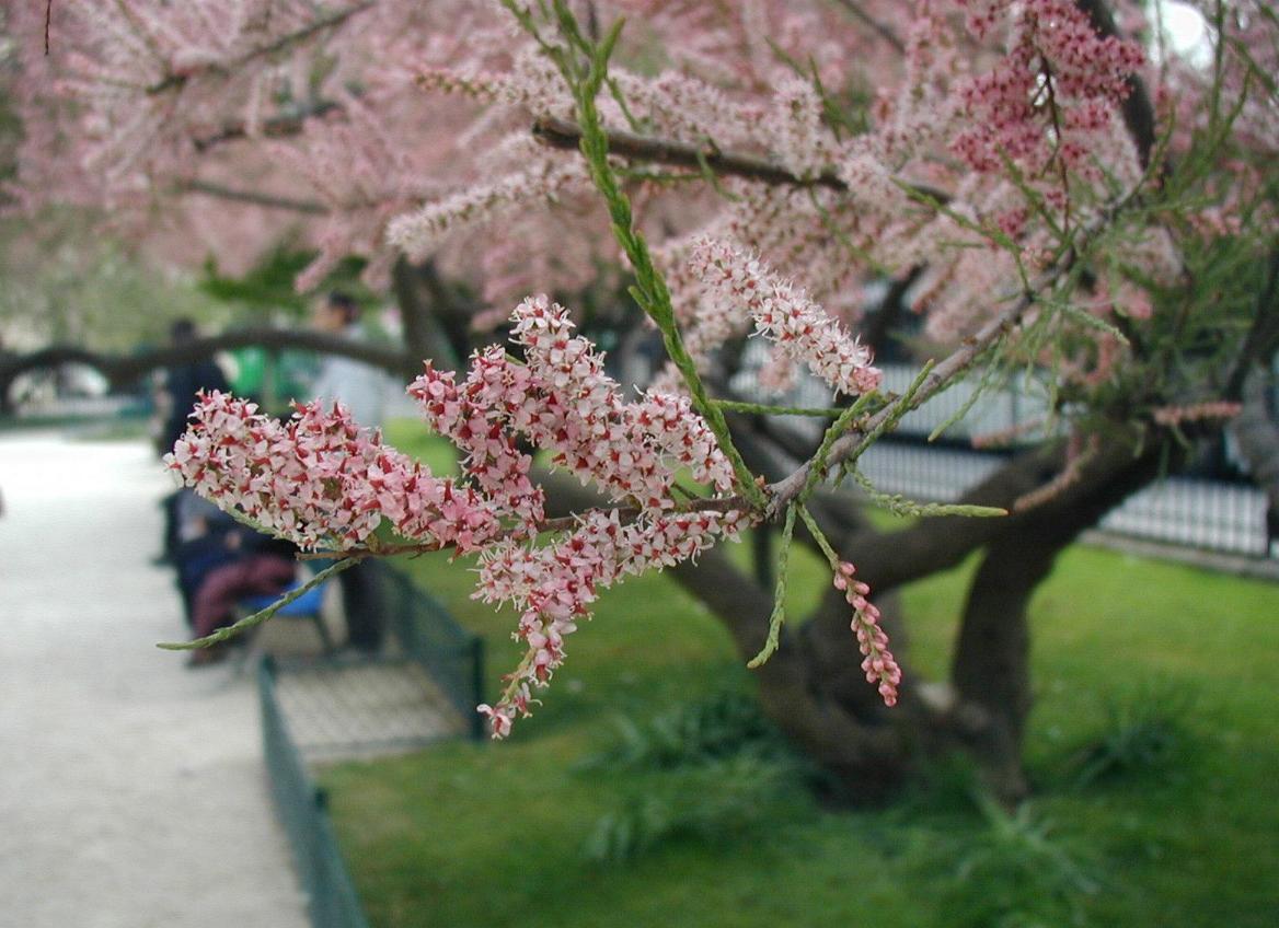 Тамариска Tamarix ramosissima 